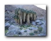Palm Canyon (March 2008)