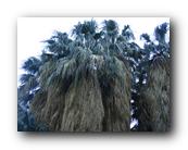 Palm Springs Hike