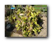 DSC01107.jpg